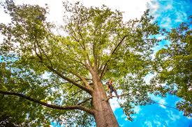 Best Tree Preservation Services  in St Simons, GA
