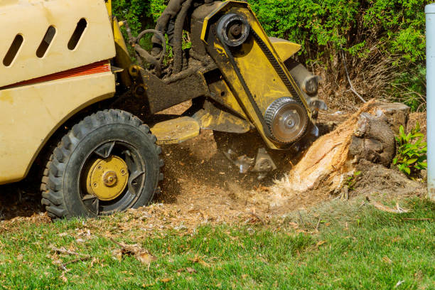 Best Lawn Pest Prevention  in St Simons, GA