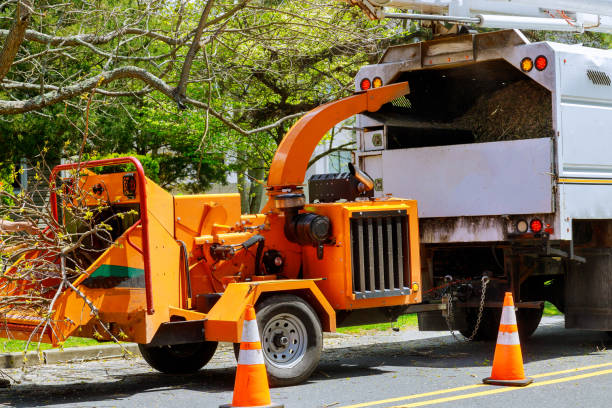 Best Stump Grinding and Removal  in St Simons, GA