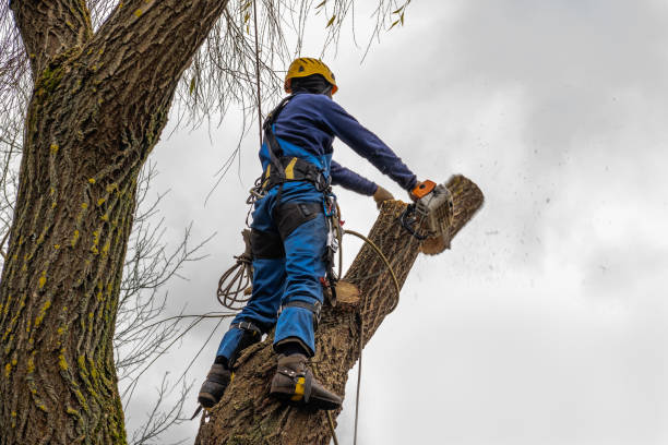Best Tree Health Inspection  in St Simons, GA
