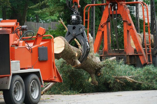 Best Tree Trimming and Pruning  in St Simons, GA