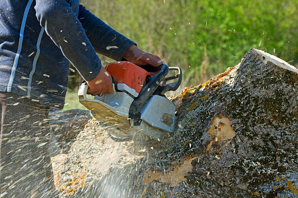 Best Commercial Tree Services  in St Simons, GA
