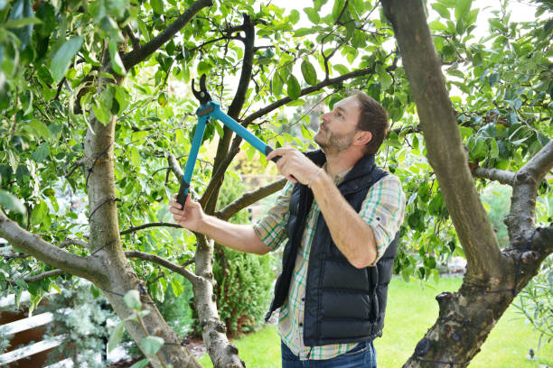 Best Tree and Shrub Care  in St Simons, GA